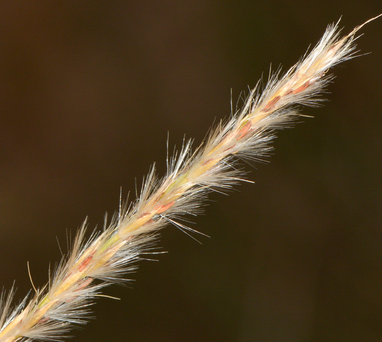 Изображение особи род Miscanthus.