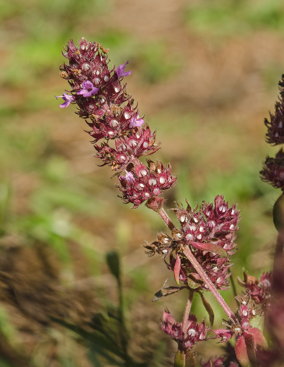 Изображение особи род Thymus.