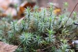 Polytrichum juniperinum. Вегетирующие растения. Московская обл., окр. г. Фрязино, под пологом разреженного заболоченного березового леса на берегу оз. Большое. 21 октября 2018 г.