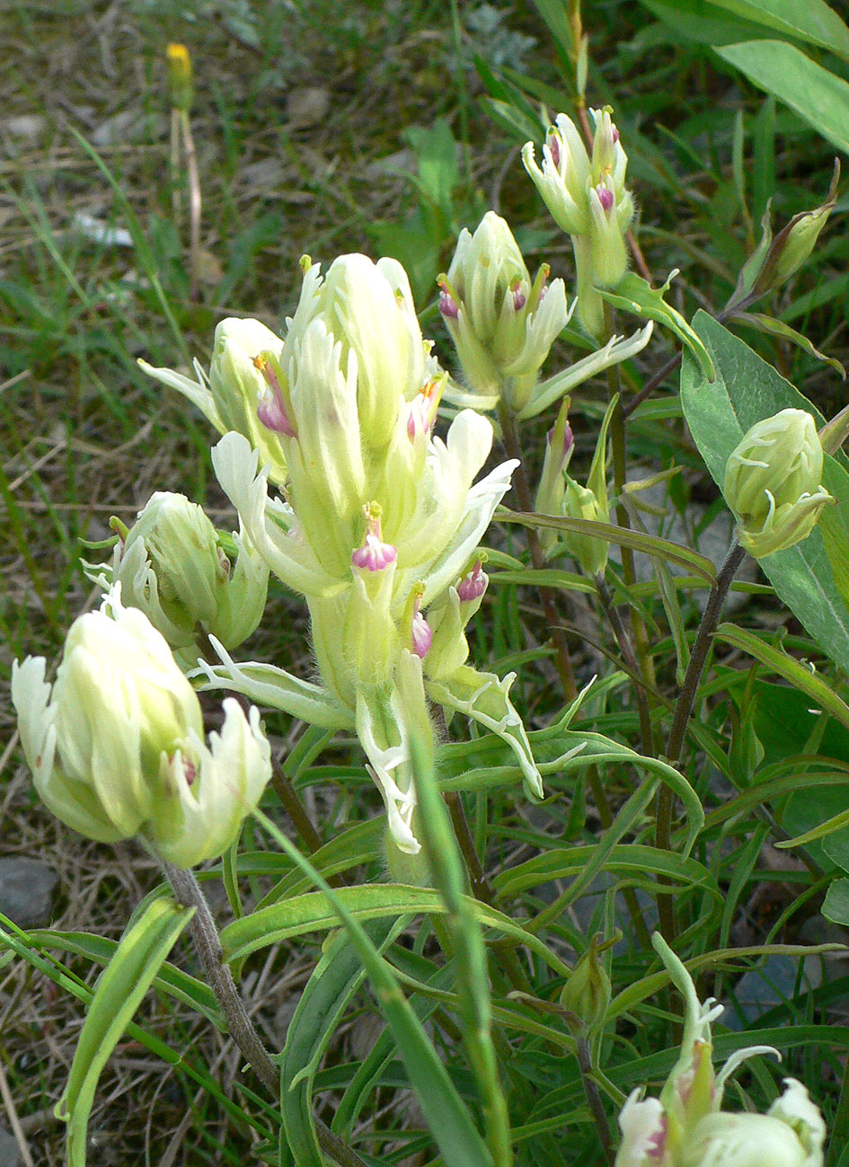 Image of Castilleja pavlovii specimen.