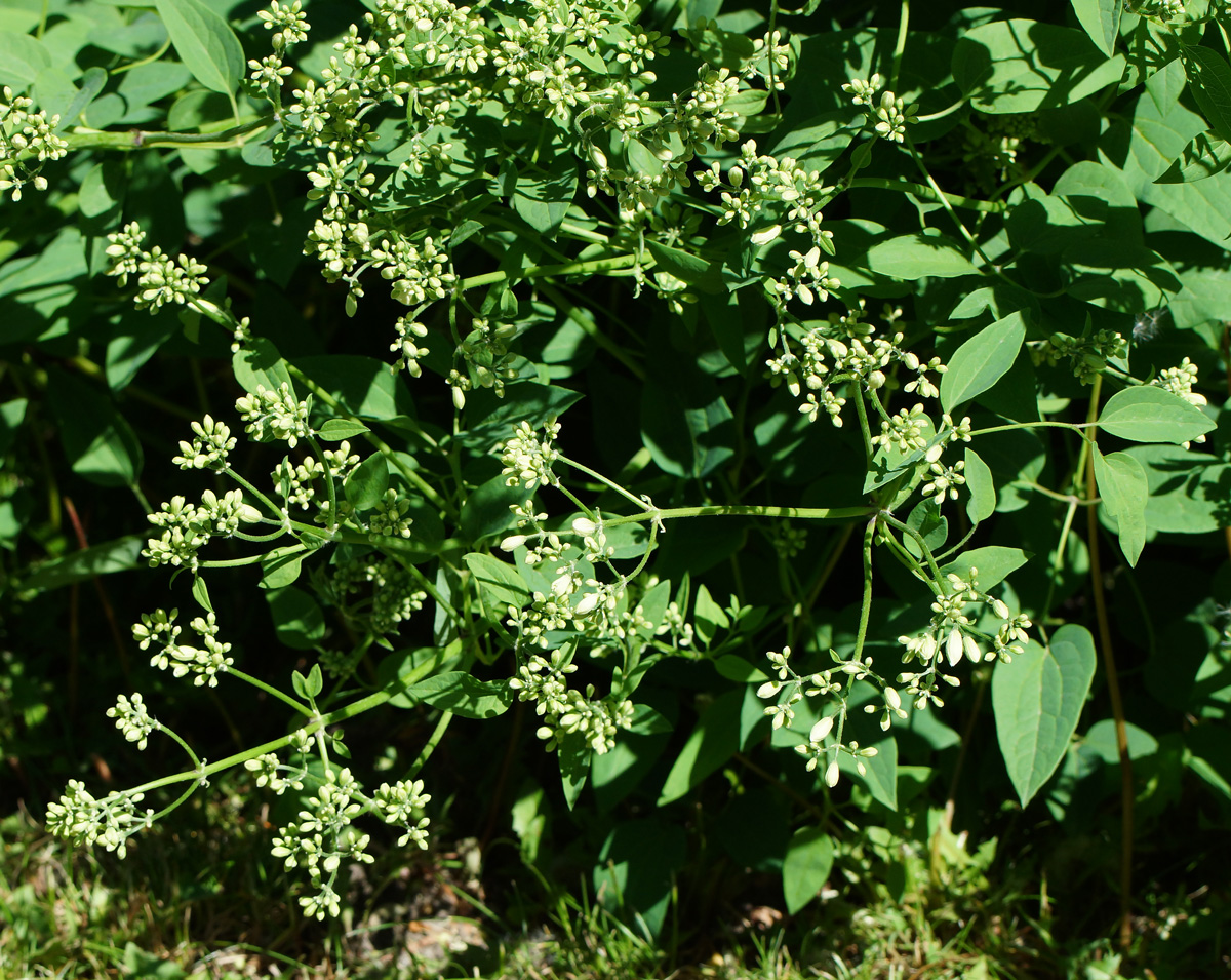 Изображение особи Clematis lathyrifolia.