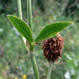 Trifolium montanum. Средняя часть побега и основание листа. Свердловская обл., г. Екатеринбург, окр. пос. Шабровский, берёзовый лес. 19.08.2018.