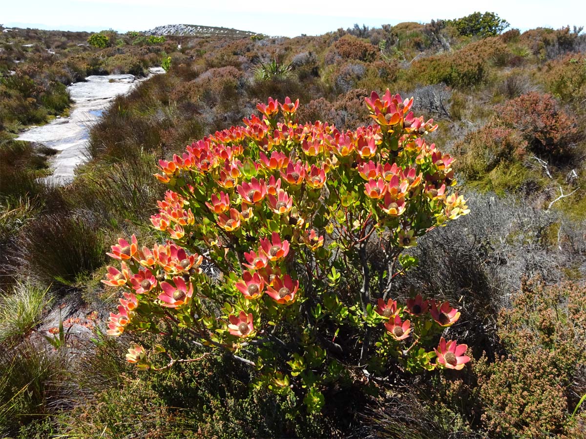 Изображение особи Leucadendron strobilinum.