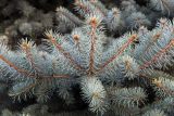 Picea pungens form glauca. Верхушка ветки. Крым, г. Севастополь, в озеленении. 24.09.2018.
