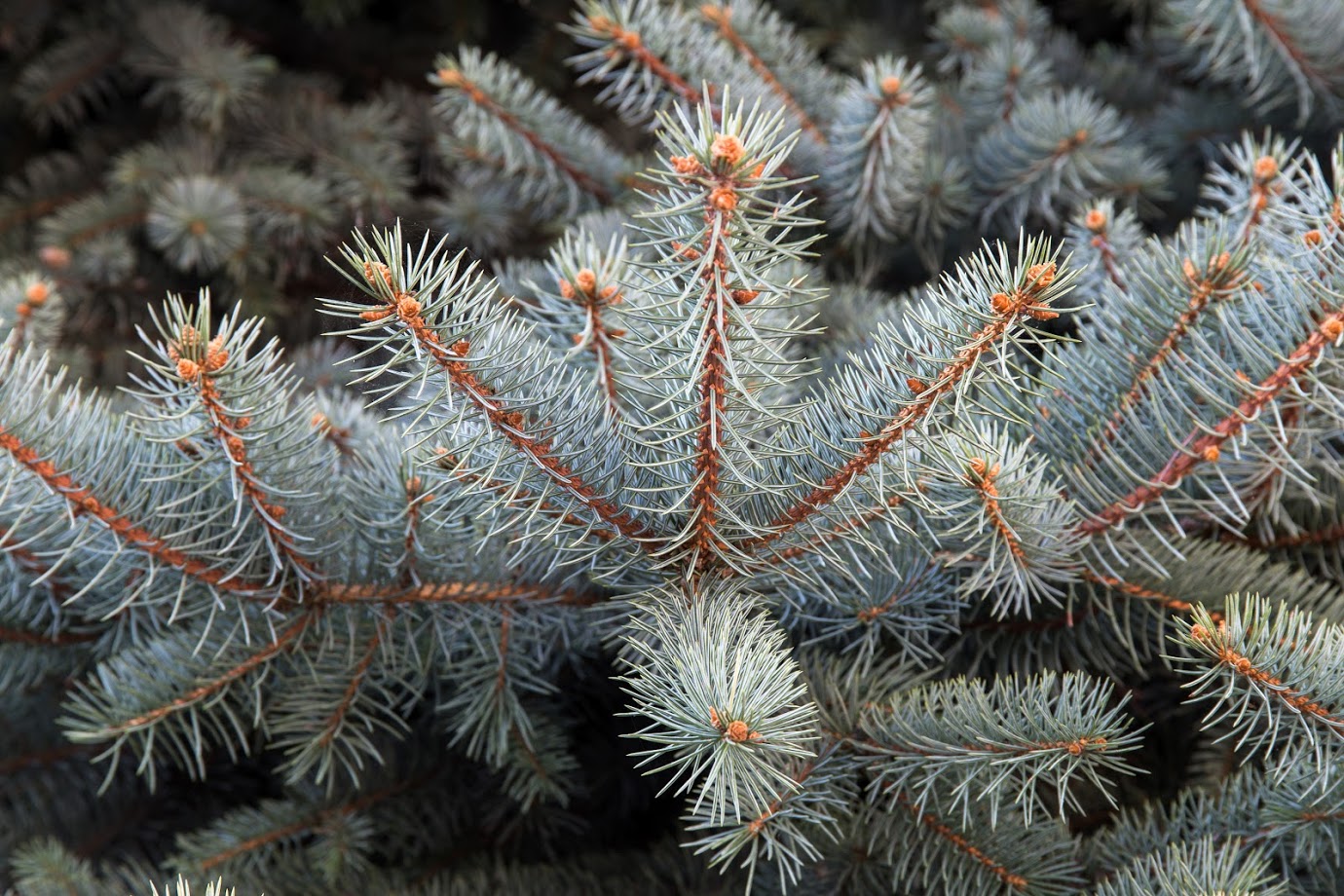 Image of Picea pungens f. glauca specimen.