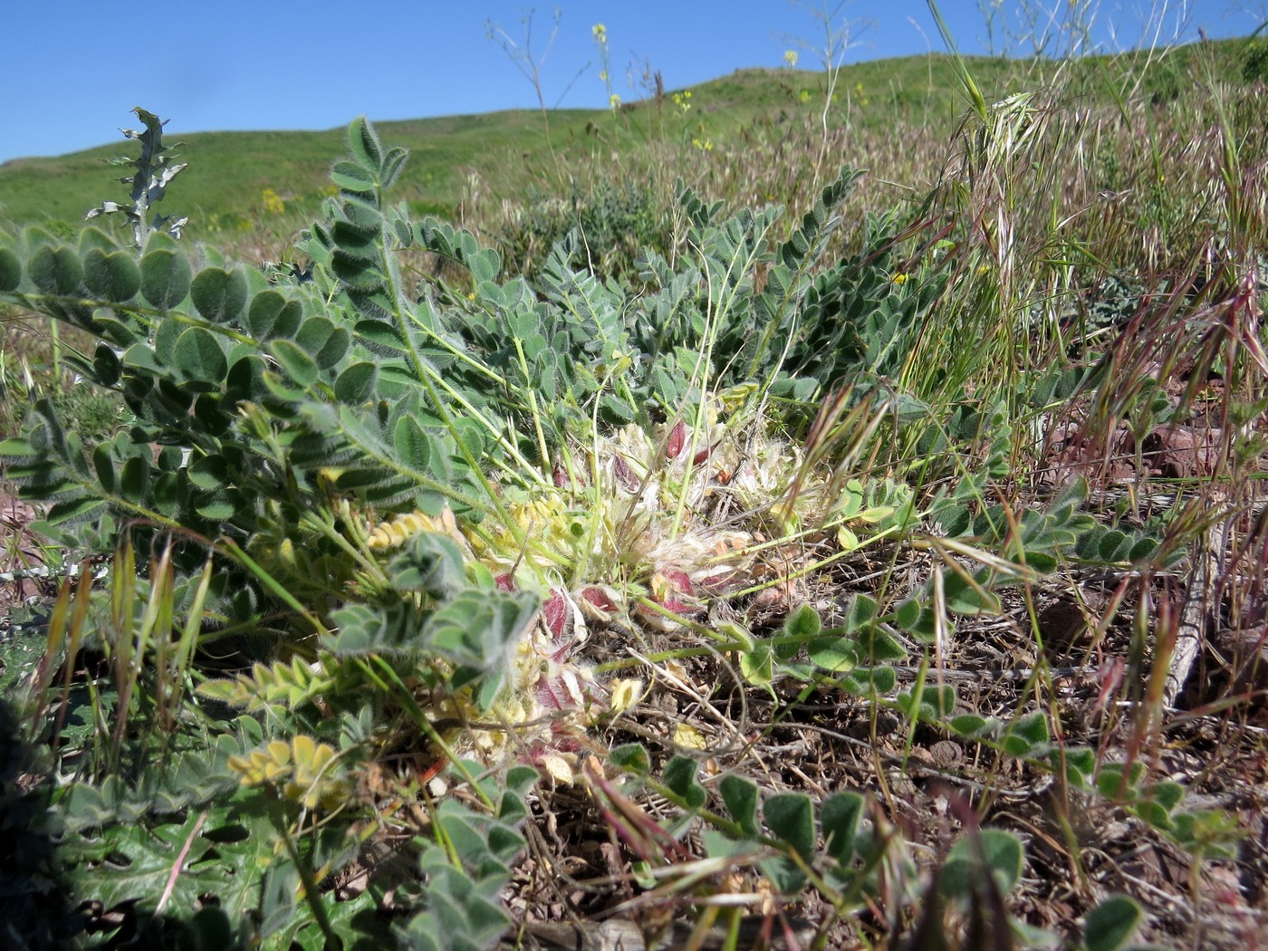 Изображение особи Astragalus sisyrodites.