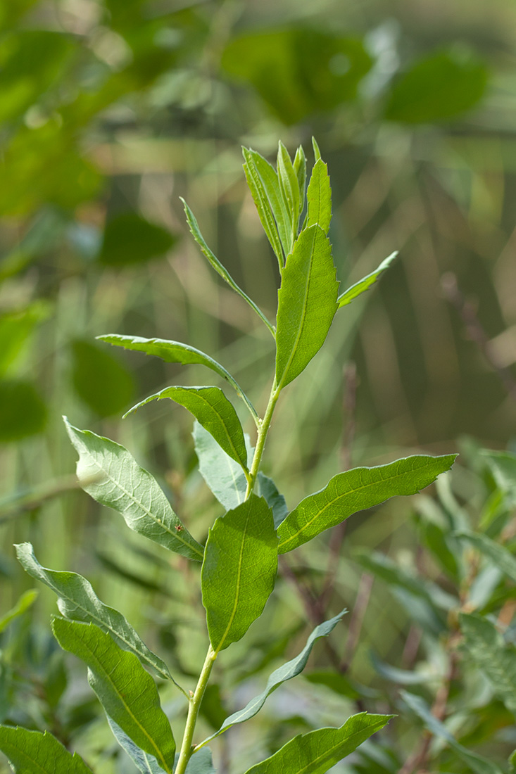 Image of Myrica gale specimen.