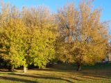 Acer negundo