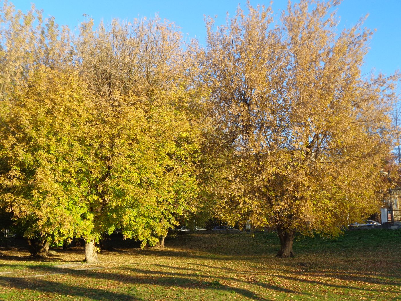 Image of Acer negundo specimen.