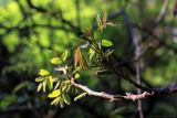 Juglans regia. Верхушка побега с развивающимися листьями и соцветиями. Краснодарский край, Туапсинский р-н, долина ручья Красный Водопад, в культуре. 24.04.2013.