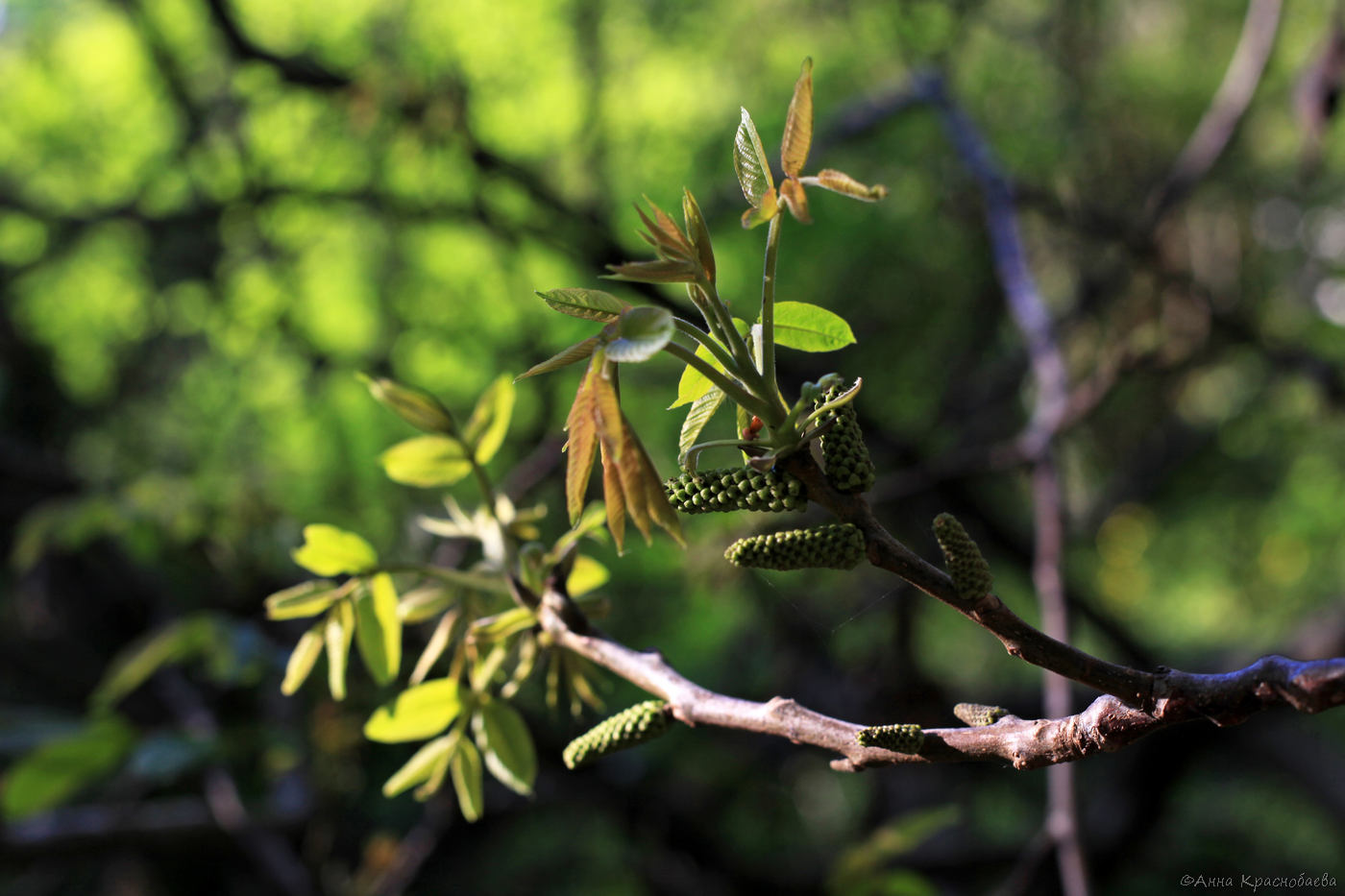 Изображение особи Juglans regia.