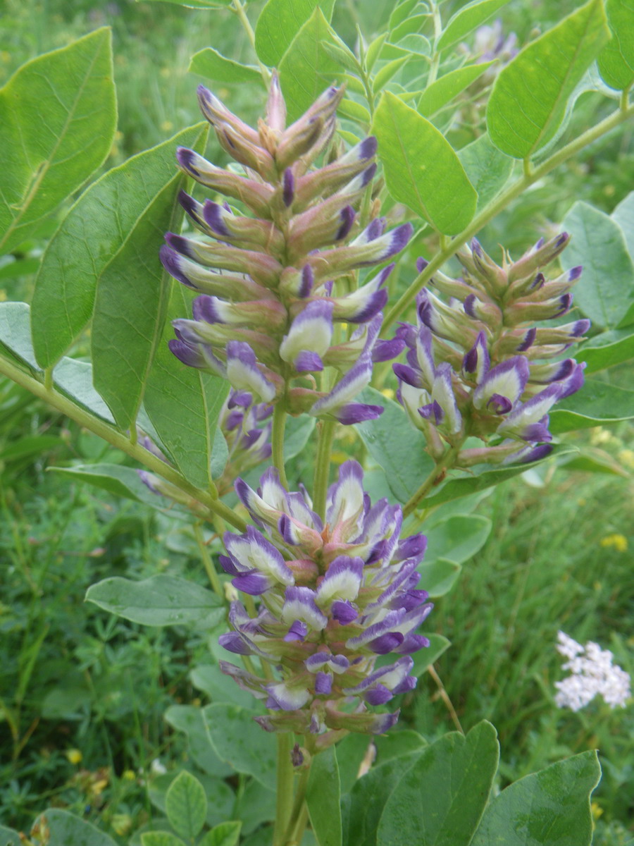 Image of genus Glycyrrhiza specimen.