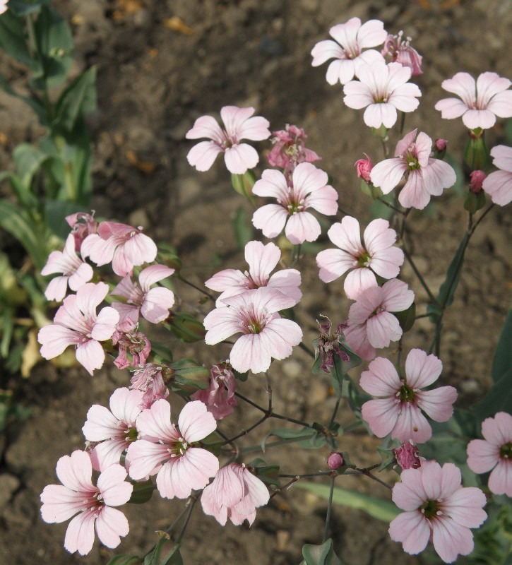 Image of Vaccaria hispanica specimen.