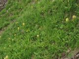 Pedicularis hacquetii. Цветущие растения на альпийском лугу. Украина, Закарпатская обл., Раховский р-н, хр. Свидовец, ≈ 1800 м н.у.м. 2 июля 2010 г.