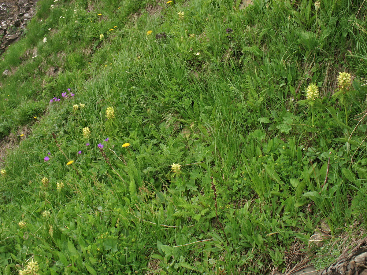 Image of Pedicularis hacquetii specimen.