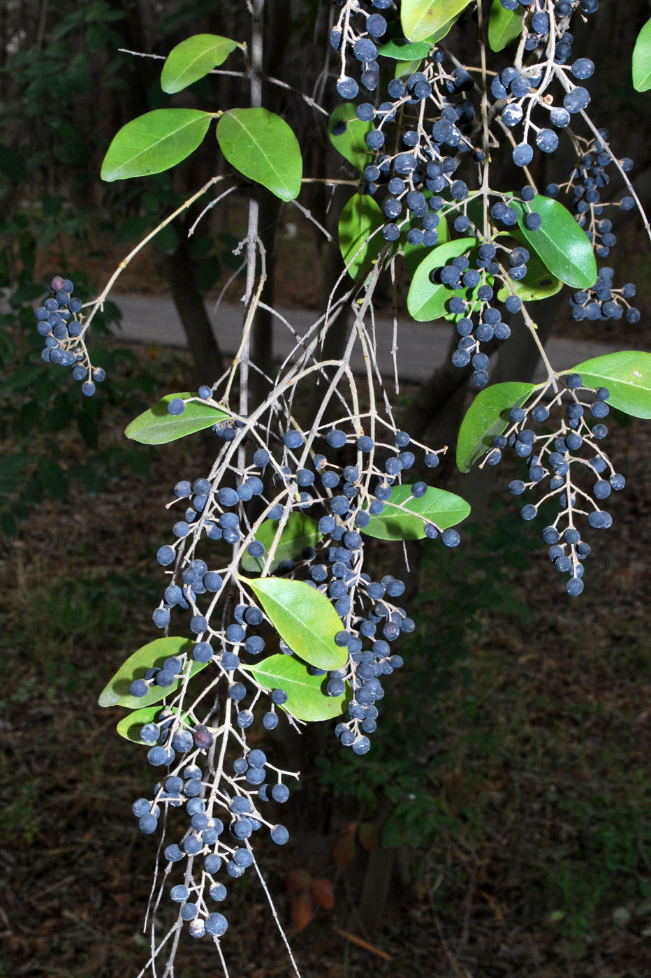 Изображение особи Ligustrum sinense.