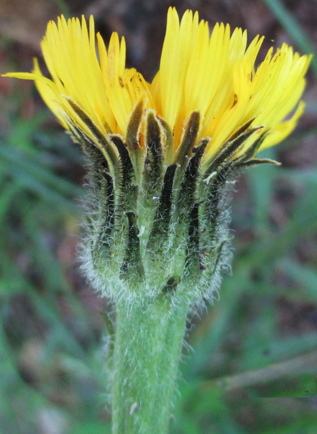 Image of Trommsdorffia maculata specimen.