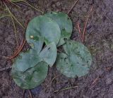 genus Nymphaea. Вегетирующее растение с поврежденным листом. Пермский край, Оханский р-н, Кунчурихинский бор, илистый, заболоченный берег лесного озера. 14.07.2018.