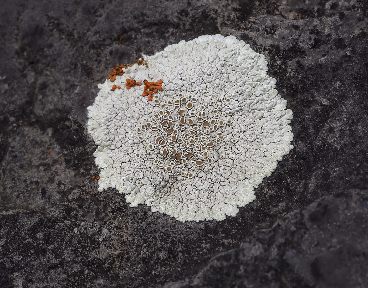 Image of Lecanora muralis specimen.