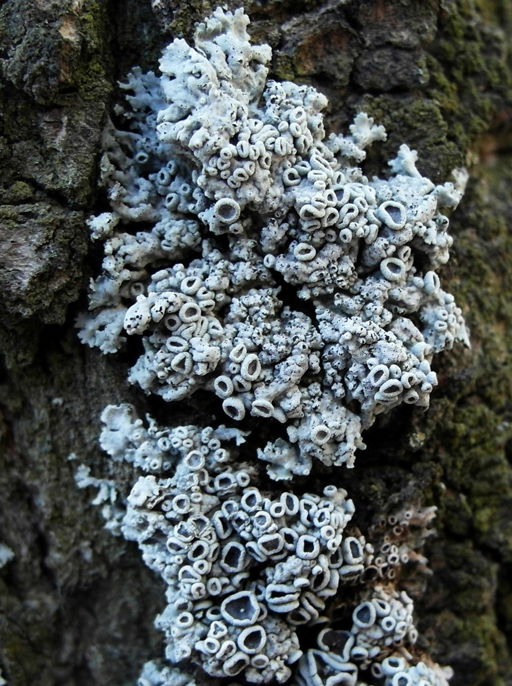 Image of Physcia biziana specimen.