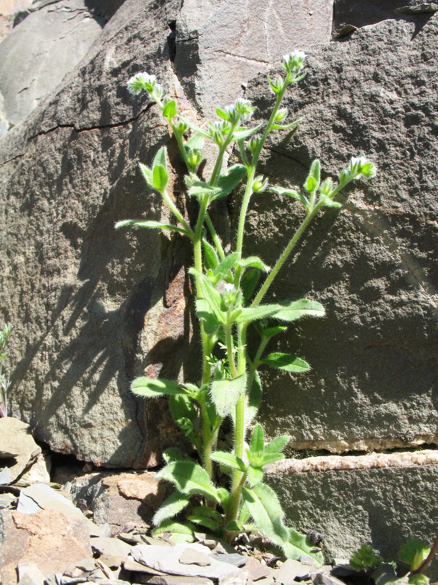 Image of Lappula mogoltavica specimen.