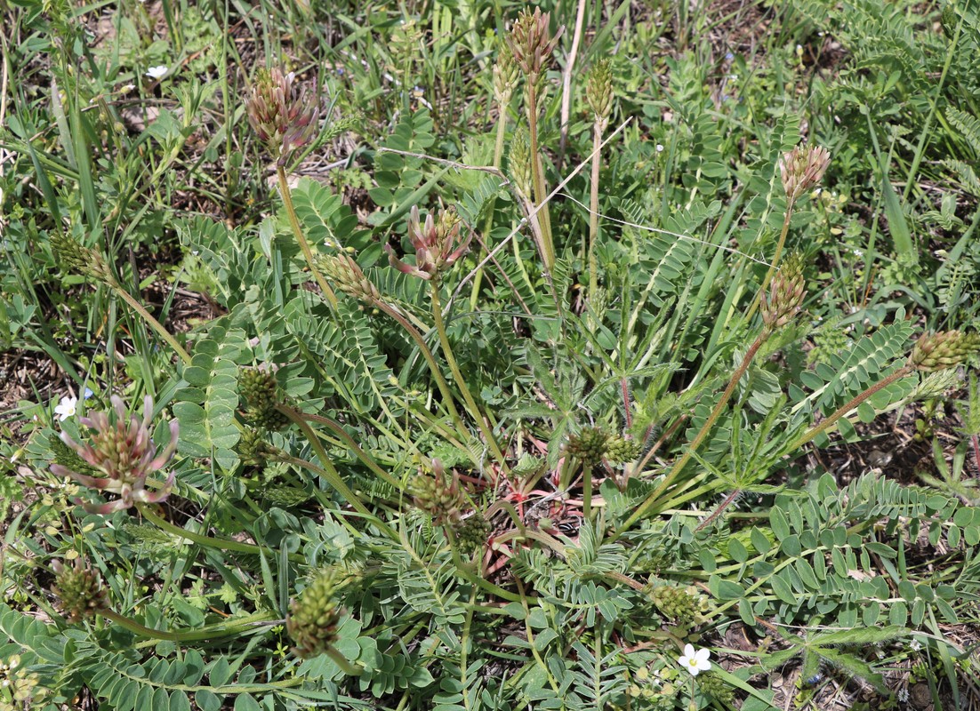 Изображение особи Astragalus prilipkoanus.