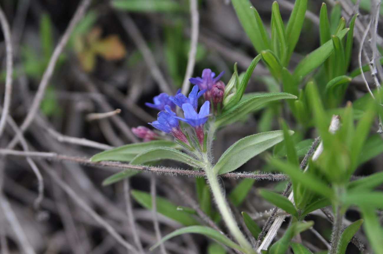 Image of Aegonychon purpureocaeruleum specimen.