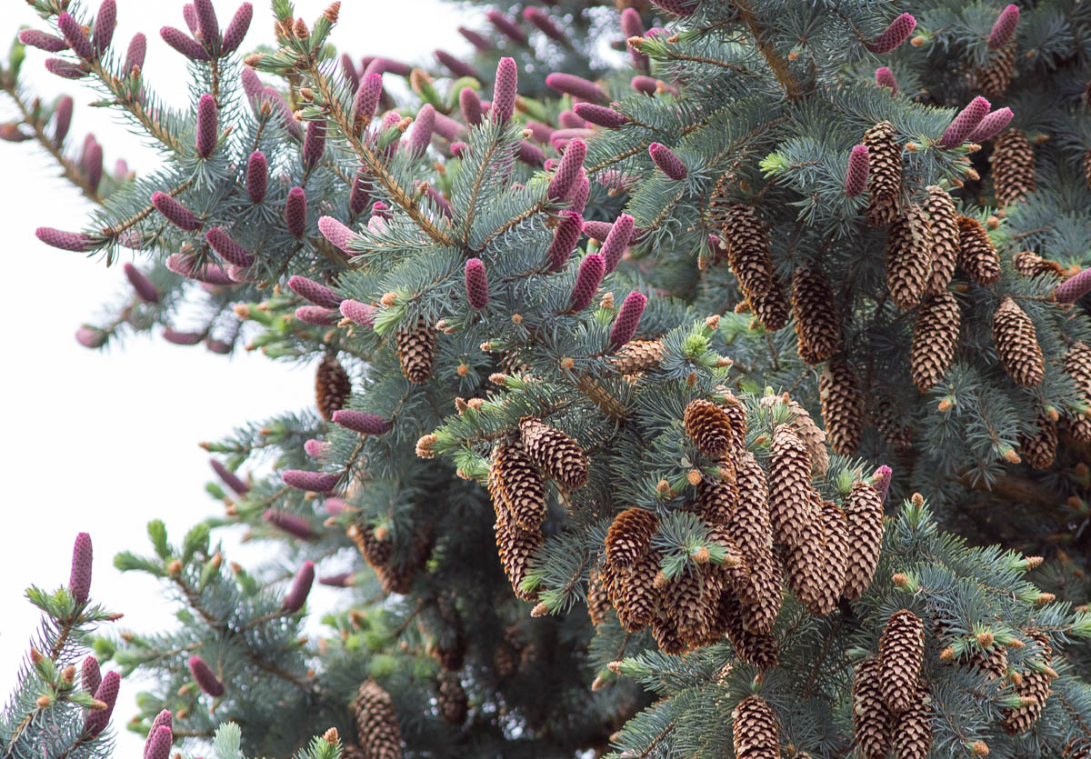 Image of Picea pungens f. glauca specimen.