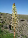 Eremurus lactiflorus. Соцветие. Казахстан, Сырдарьинский Каратау, Центральный Каратау, подножья гор Келиншектау в р-не ручья Арпа-Озен, мезофильная балка на склоне сев. экспозиции со скальным прикрытием. 7 мая 2019 г.