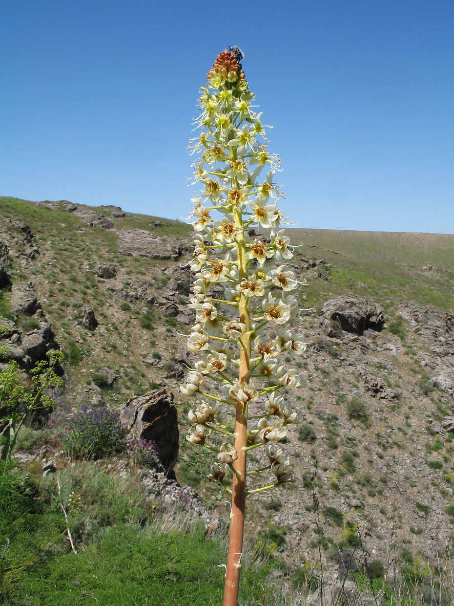 Image of Eremurus lactiflorus specimen.