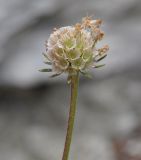 Lomelosia cyprica. Соплодие. Республика Кипр, Троодос, ≈ 600 м н.у.м., залежь. 17.06.2019.