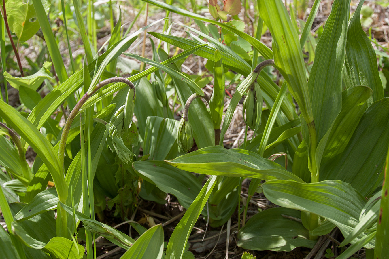 Изображение особи Epipactis palustris.