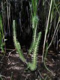 Hippuris vulgaris