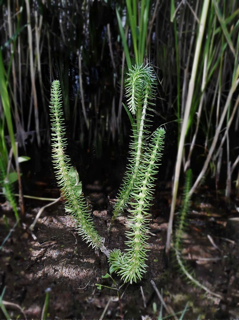 Изображение особи Hippuris vulgaris.