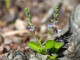 Veronica officinalis. Верхушка побега с соцветиями. Ленинградская обл., Выборгский р-н, р. Вуокса, о. Тёмный, опушка соснового леса. 08.06.2019.