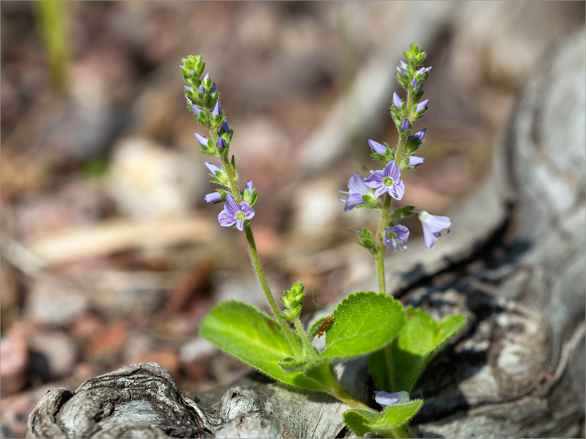 Изображение особи Veronica officinalis.