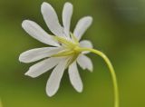 Stellaria discolor. Верхушка побега с цветком. Приморский край, Шкотовский р-н, окр. с. Новонежино, сырой разнотравный луг. 12.06.2019.