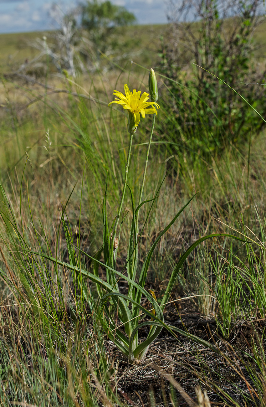 Изображение особи Scorzonera stricta.