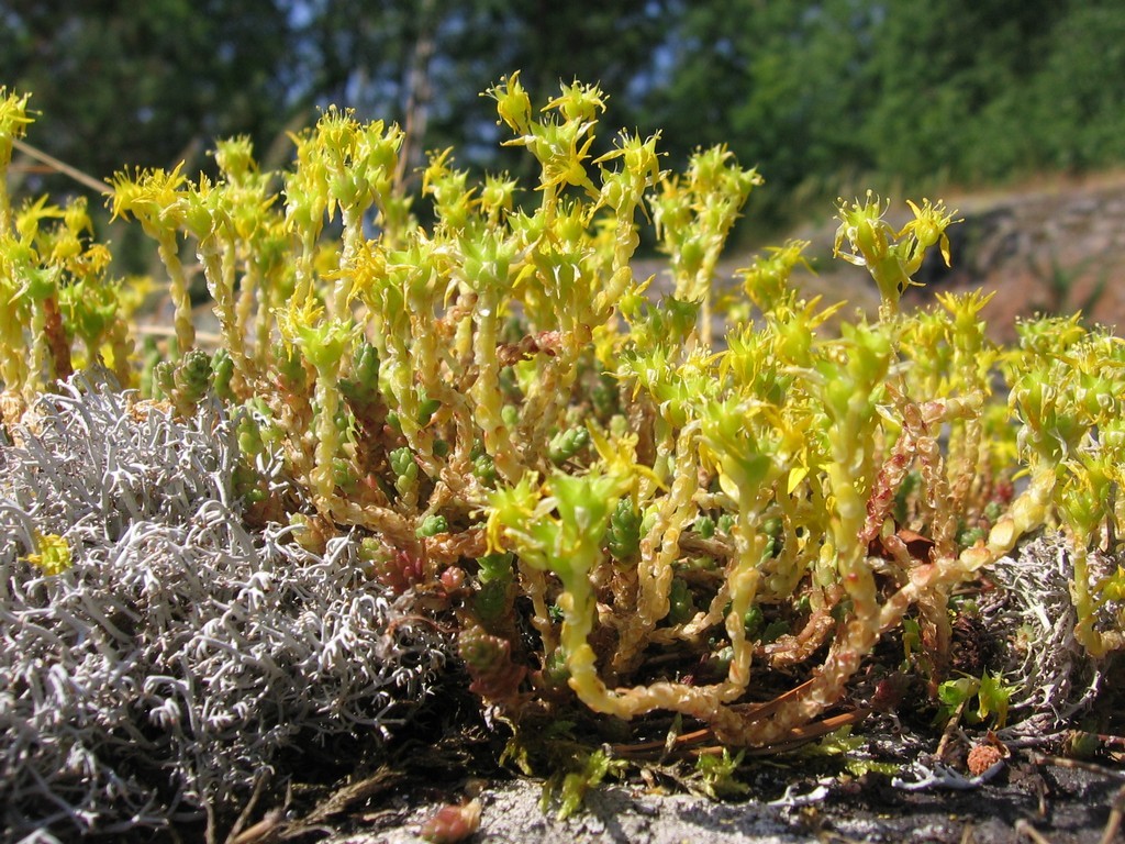 Изображение особи Sedum acre.