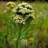 Tanacetum vulgare. Верхушка побега с соцветием в фазе бутонизации. Чувашия, окр. г. Шумерля, Подвенец. 7 июня 2008 г.