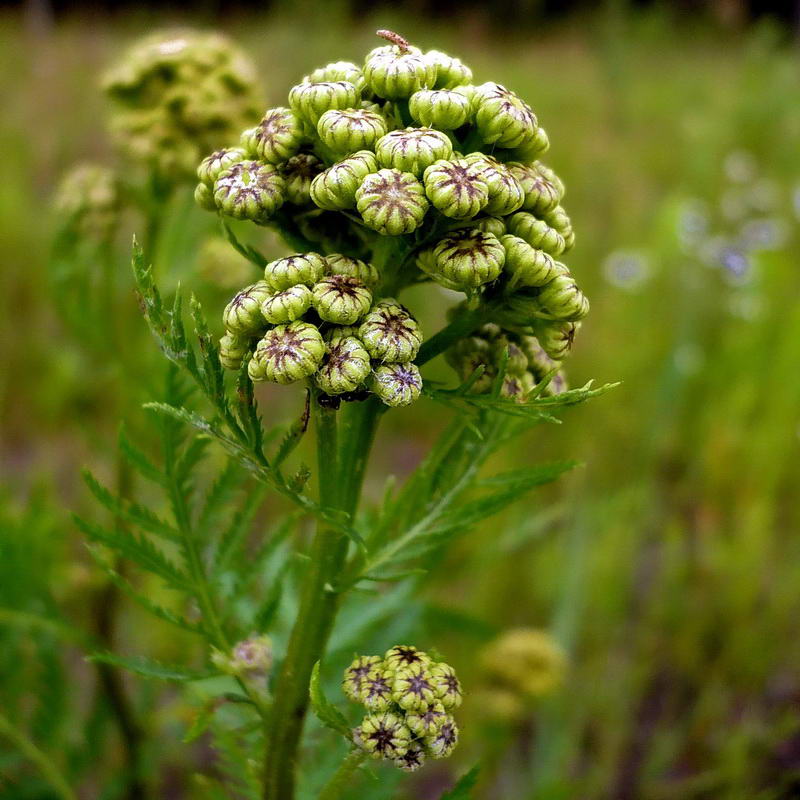 Image of Tanacetum vulgare specimen.