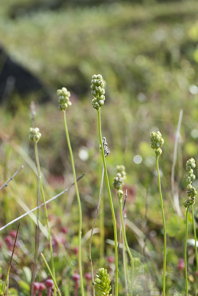 Image of Tofieldia pusilla specimen.