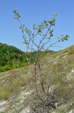 Malus praecox. Угнетенное многоствольное деревце на мело-мергельном склоне. Украина, Луганская обл., Лутугинский р-н, с. Знаменка, балка Знаменский яр, петрофитная степь. 28.08.2019.