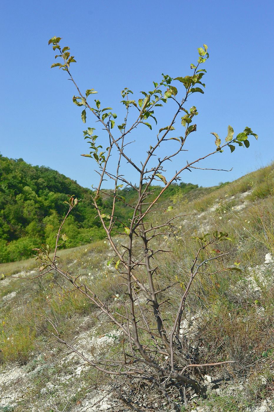 Image of Malus praecox specimen.