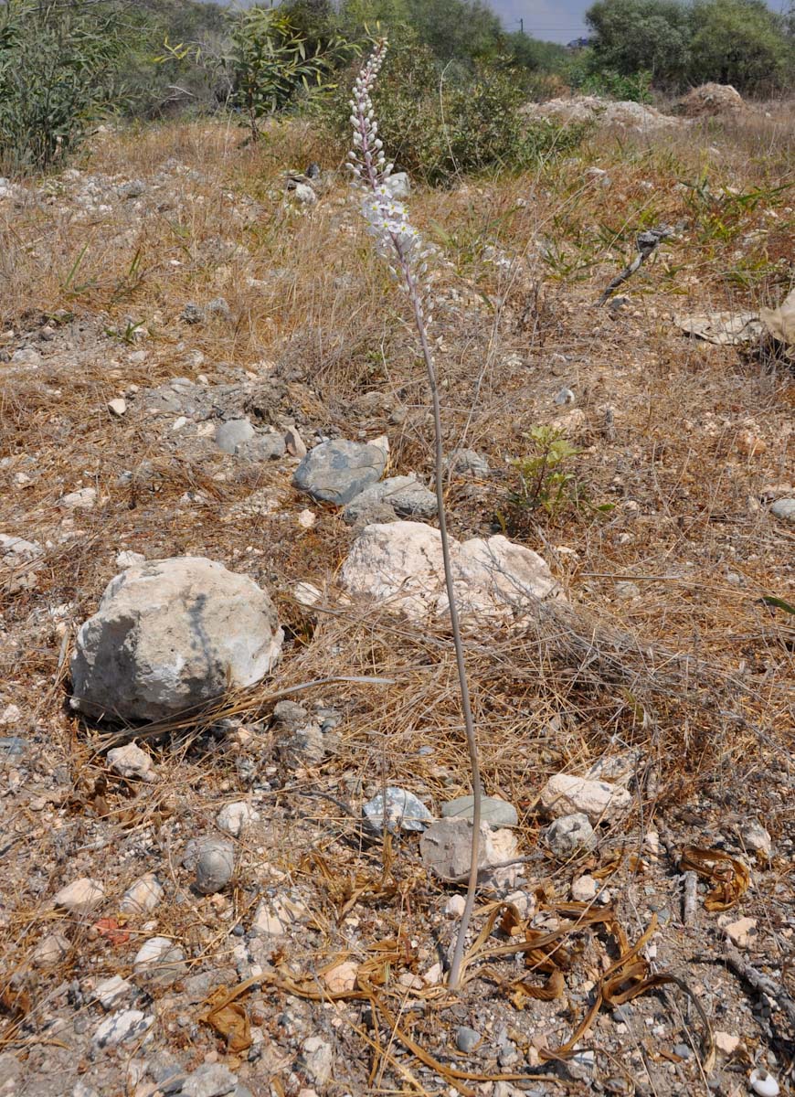 Image of Drimia aphylla specimen.