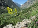 Galium verum. Верхушка цветущего растения. Кабардино-Балкария, Эльбрусский р-н, окр. г. Тырныауз, ок. 1200 м н.у.м., скальный выход. 05.07.2019.