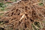 Hylotelephium maximum