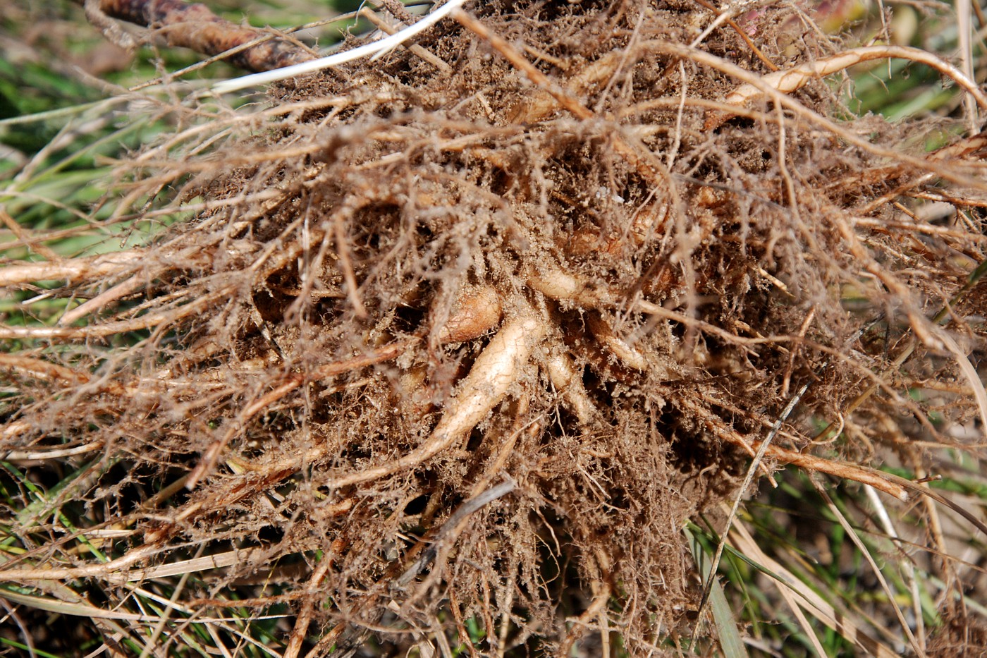 Image of Hylotelephium maximum specimen.