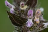 Stachys balansae