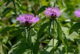 Centaurea abnormis